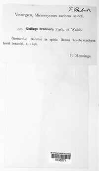 Ustilago bullata image